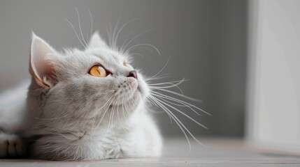 Sticker - Close up of adorable white British cat gazing upwards with empty space in a gray and white background A furry animal will rest there Lovely feline on a wooden surface Depiction of domestic a