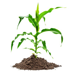 Highquality image of a single corn seedling in soil, with a clear background for versatile use