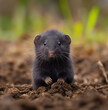 © Denniro - Baby mole standing in dirt. Close-up of a young mole with a pink nose and black fur, standing on its hind legs in a dirt field