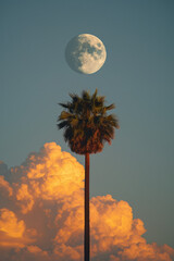 Fototapete - A palm tree on a cloud, with a minimalist moon rising in the background,