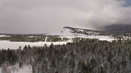 Wall Mural - Flying over a wilderness covered in snow with pine trees and mountains.  A winter wonderland.