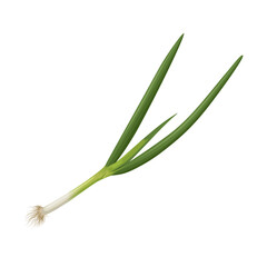 Wall Mural - Spring onion vector illustration, Also known as scallions or green onions, isolated on white background.