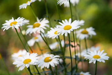 beautiful white chamomile flowers grow in the field