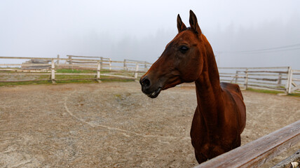 Wall Mural - A brown horse standing in a grassy area enclosed by a fence