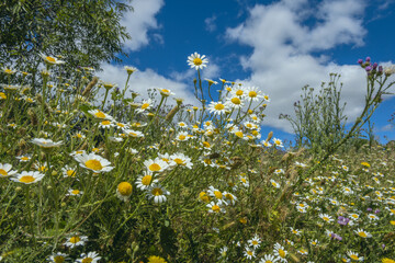 daisies The young leaves inside the rosette taste best 2