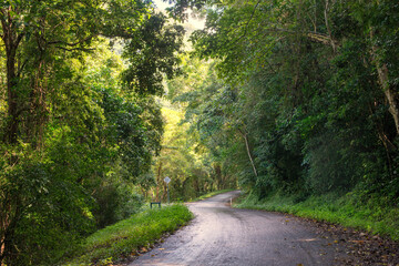 Cairns' region, Queensland, lush rainforest via winding roads. Sunlight filters through dense foliage, creating a captivating scene of natural beauty