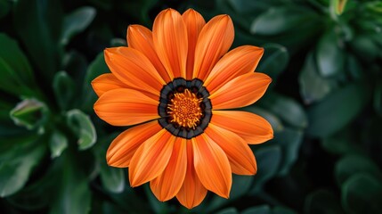 Sticker - Closeup image of a Gazania orange flower