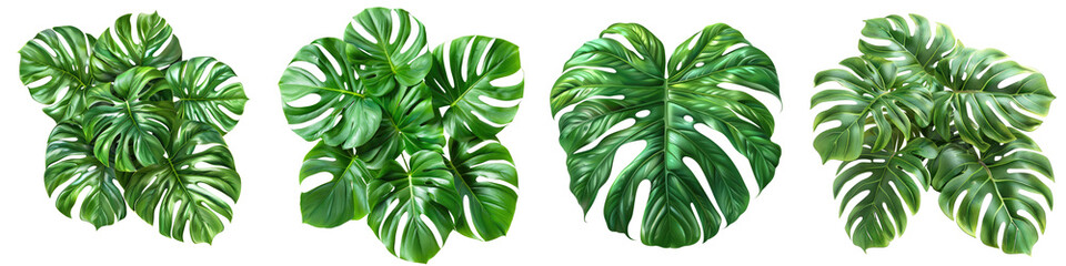 Wall Mural - Split leaf philodendron monstera plant element transparent  Hyperrealistic Highly Detailed Isolated On Transparent Background Png File