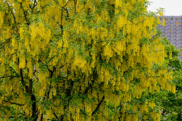 Wall Mural - Selective focus of blossoms Laburnum anagyroides (Golden chain or Golden rain) is a species in the subfamily Faboideae, Yellow flowers swag down on the tree with green leaves, Nature floral background