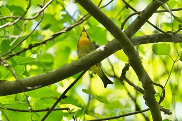 Poster - red billed leiothrix in a forest