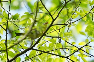 Canvas Print - red billed leiothrix in a forest