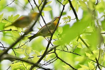 Poster - red billed leiothrix in a forest