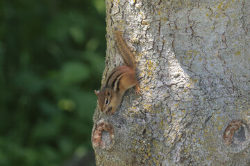 Poster - Chipmunk running down tree trunk in early summer