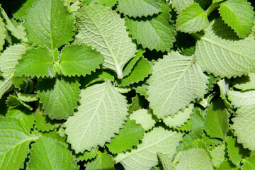 Wall Mural - Pile of fresh oregano leaves, ready to be dehydrated in the sun