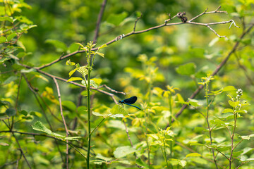 dragonfly in the nature