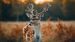 © LukaszDesign - An adult deer stood gazing into the distance