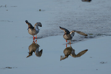 Two common redshank landing in water, reflection of birds in water, high detail