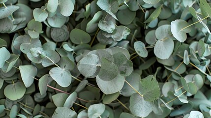 Wall Mural - Elegant eucalyptus leaves arrangement