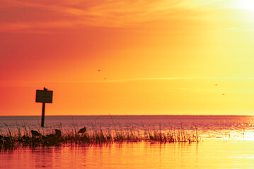 Sticker - Sunset fills the frame with sparse water foliage and a sign with birds perched in the foreground