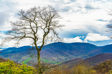 Poster - Single tree against a mountainous view