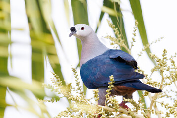 Wall Mural - Pacific Imperial Pigeon perched on a tree