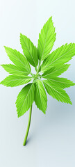 Tropical leaves are lush green in color on a bright background