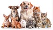 © wasana - A collection of cute pets animals isolated on a white background