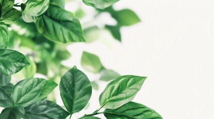 Close up of beautiful green leaves on a white background for concept design