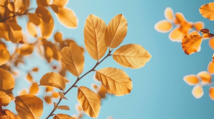 Wall Mural - close up view of yellow autumn leaves against the sky autumn scenery