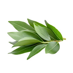 Wall Mural - green leaves isolated on white