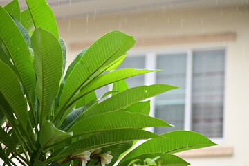 Wall Mural - beautiful green leaf texture in springtime, water drop on frangipani leaves