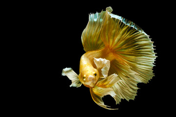 Golden yellow betta fish, betta splendens (Halfmoon betta), isolated on black background.