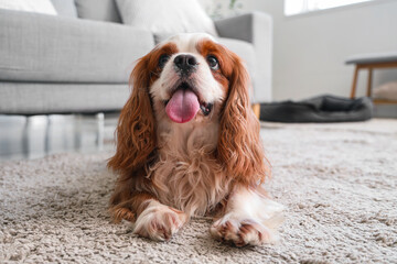 Sticker - Cute cavalier King Charles spaniel lying on carpet at home