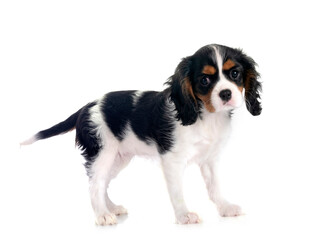 Sticker - cavalier king charles