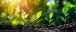 © nattapon98 - Five young green plants in various stages of growth in soil, illuminated by warm sunlight, represent growth and development.