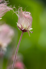 Wall Mural - Abstract defocused texture view of a prairie smoke (geum triflorum) perennial flower in bloom, with wispy purple smoke-like hairs