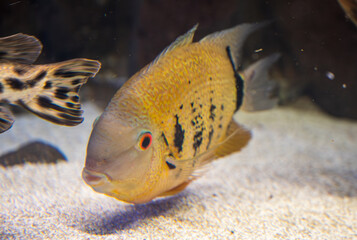 Detail of yellow cichlid fish.