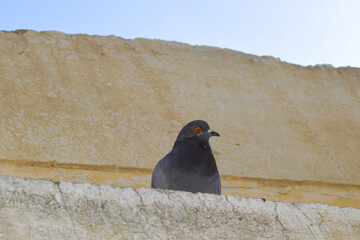 Wall Mural - pigeon on the wall blue sky