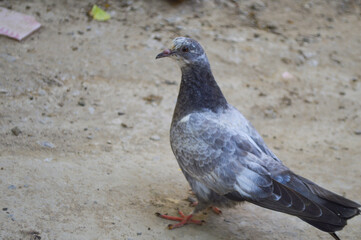 Wall Mural - pigeon on the ground