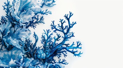 blue corals on white background.