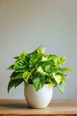 Canvas Print - Home Plant Inspiration. Fresh Basil Plant in a Pot with Plain Wall Background