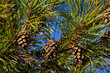 © Oleh Marchak - Close-up on a pretty pine cone hanging from its branch and surrounded by its green thorns. Pine cone, pine thorns, pine branch and blue sky
