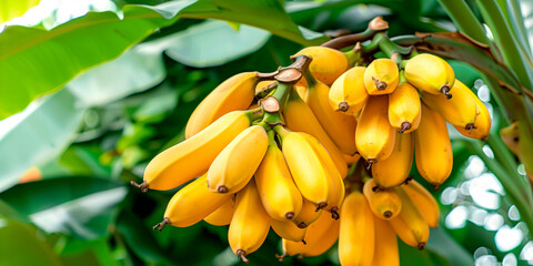 Wall Mural - Close-up of ripe Bananas on a tree branch. Vibrant citrus fruits and green leaves convey freshness and healthy living