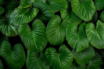 Wall Mural - abstract green leaf texture, nature background, tropical leaf