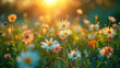 © Aleksandra Ermilova - A beautiful summer evening on a field with daisies illuminated by the soft golden light of the sunset.