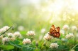 © Rawpixel.com - Wild flowers butterfly outdoors nature.