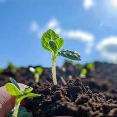 Wall Mural - young plant growing in soil against blue sky