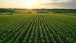 © tinnakorn - Aerial view of a vast green field of crops at sunset. Rows of plants stretch towards the horizon.