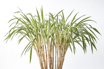 Canvas Print - Green Bamboo Plant with White Background