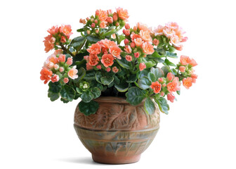 Wall Mural - Plant in a Pot - Vibrant Orange Kalanchoe Flowers